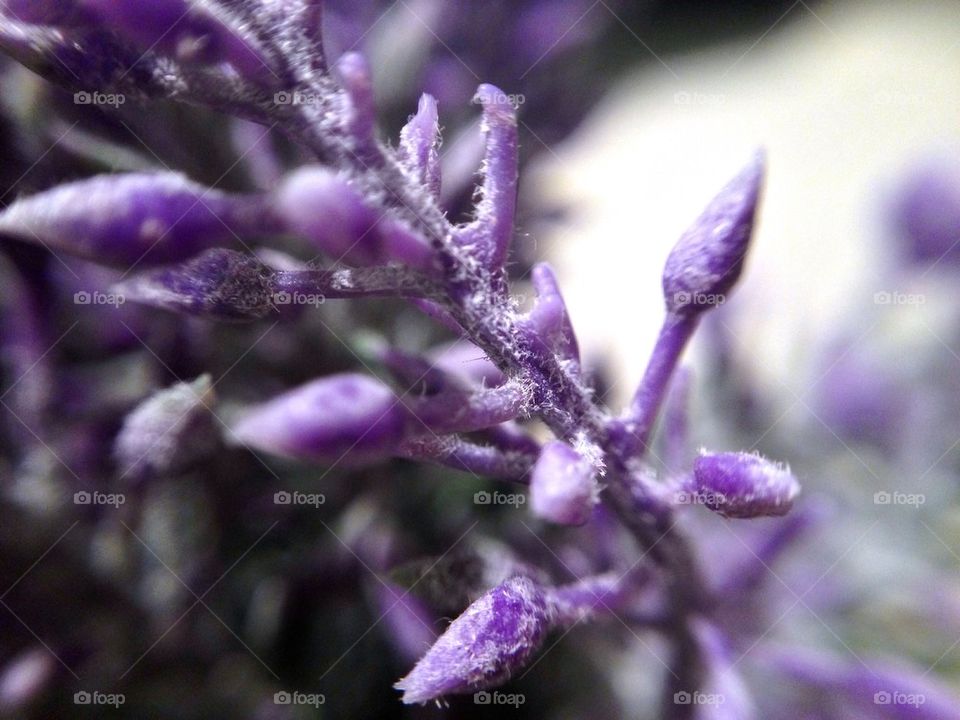 Lavender closeup