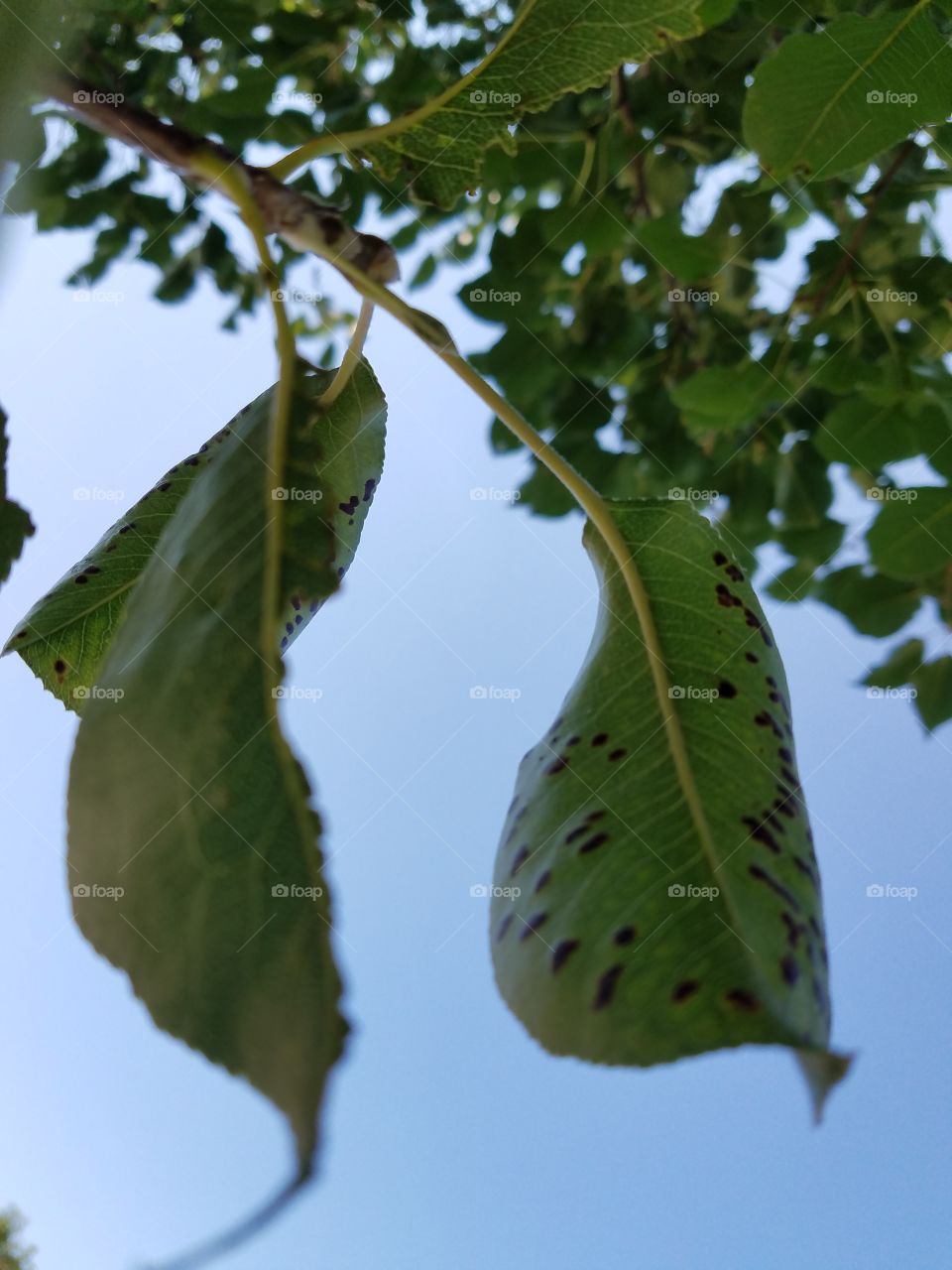 Leaf, Nature, Branch, Flora, Tree