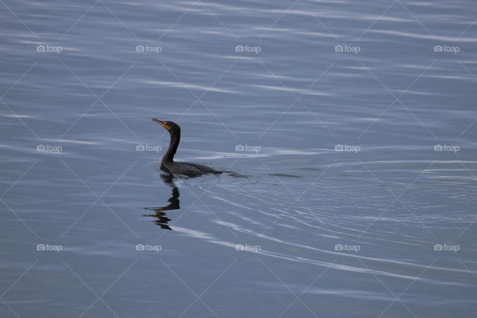 cormorant in water