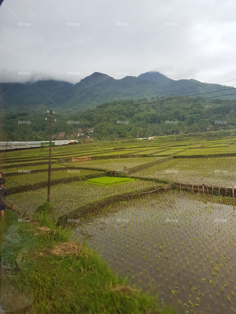 rice fielda