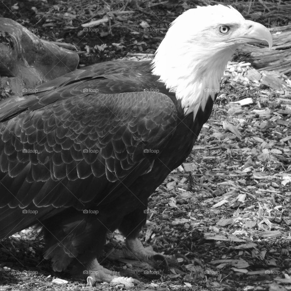 A powerful bald eagle with sharp beak and all seeing eye on the ground. 