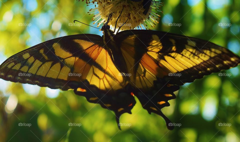 Butterfly close up