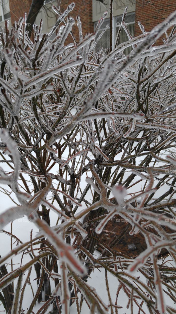Frozen branches on a tree in late January