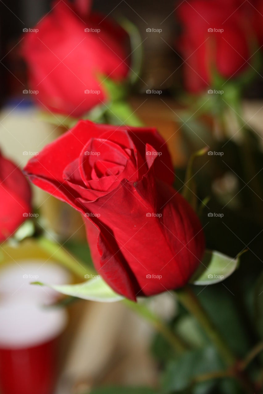 red rose