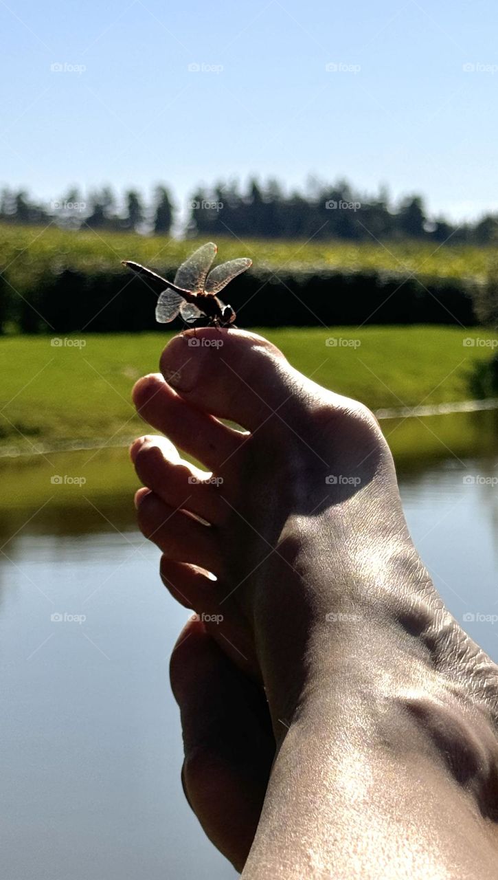 Dragonfly on a woman's toe