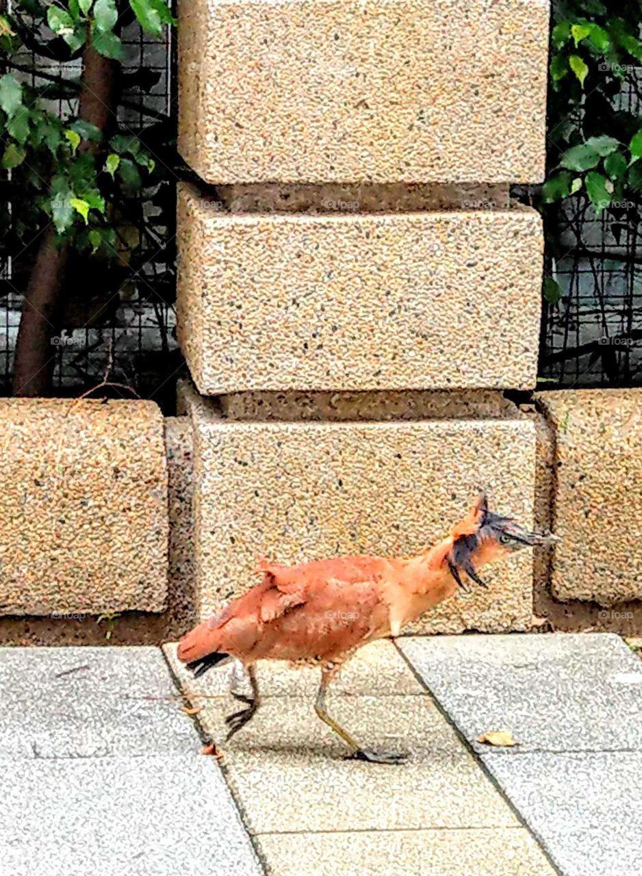Fun animals and pets: a running fast bird(Japanese night heron). what's matter? I didn't know. why it didn't fly?
