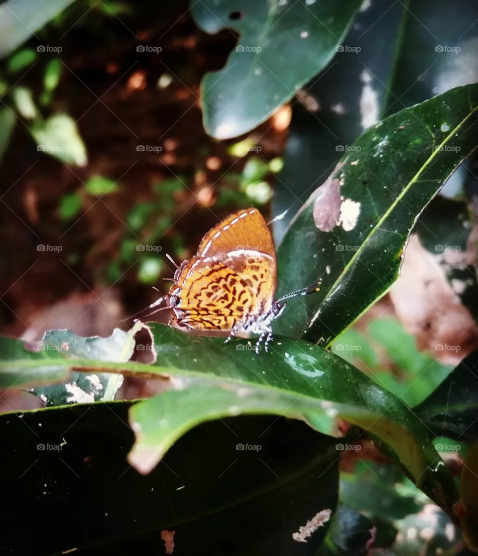 moth