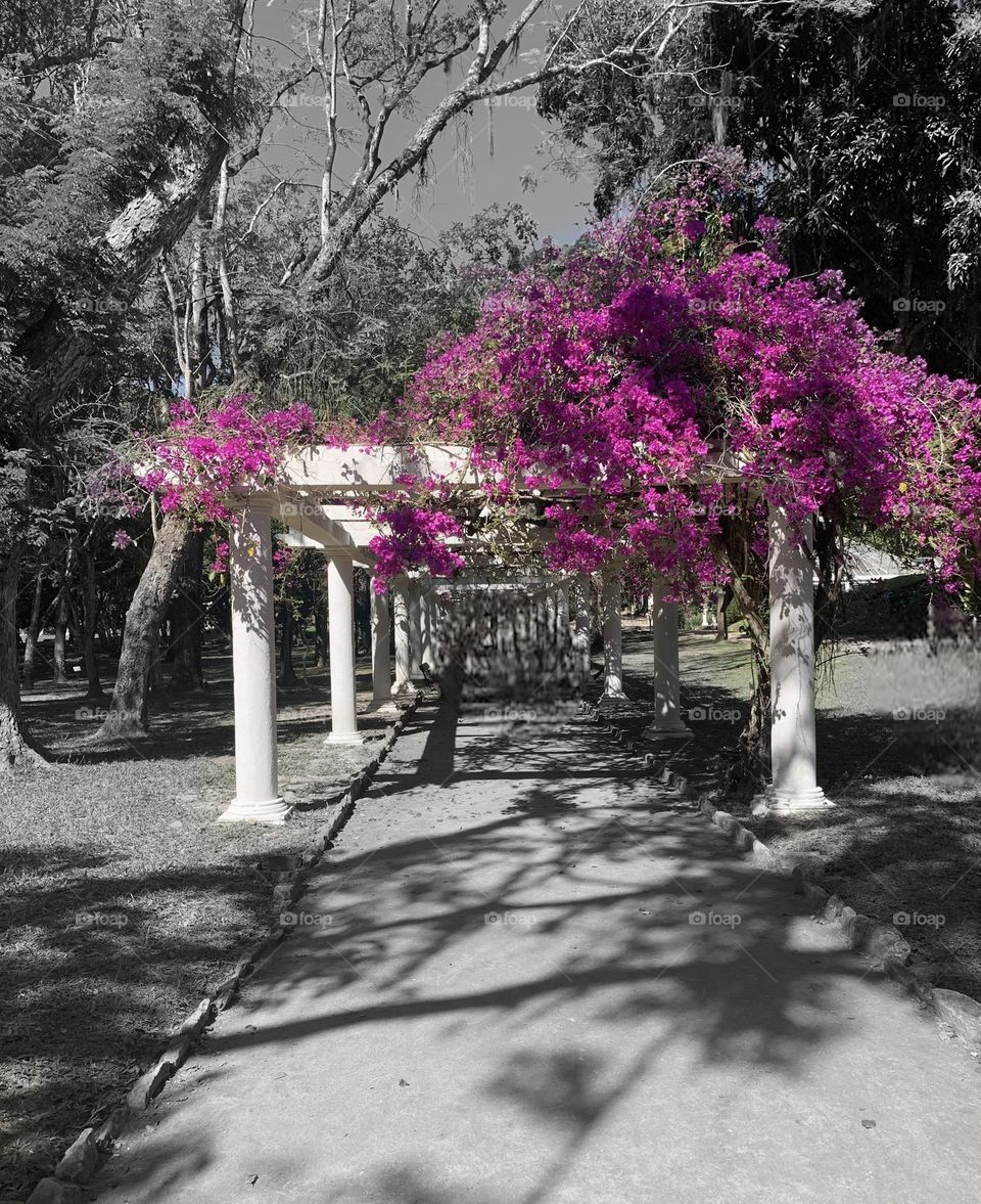 As cores do Jardim Botanico