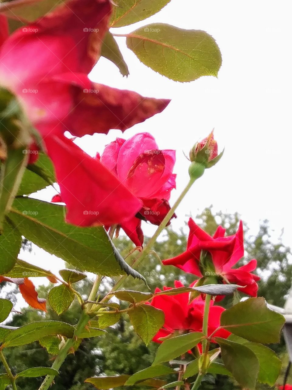 roses in bloom