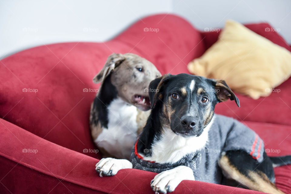 Cute dog looking at another dog from the corner of his eye as he is about to play bite