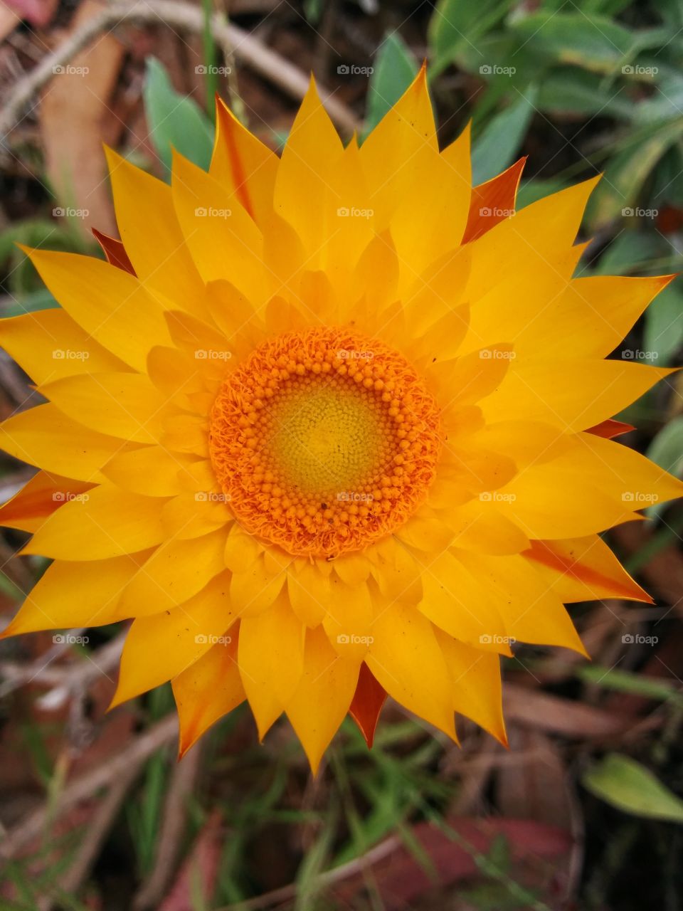 Petals of Sunshine. Beautiful flower found while walking through Golden Gate Park in San Francisco.