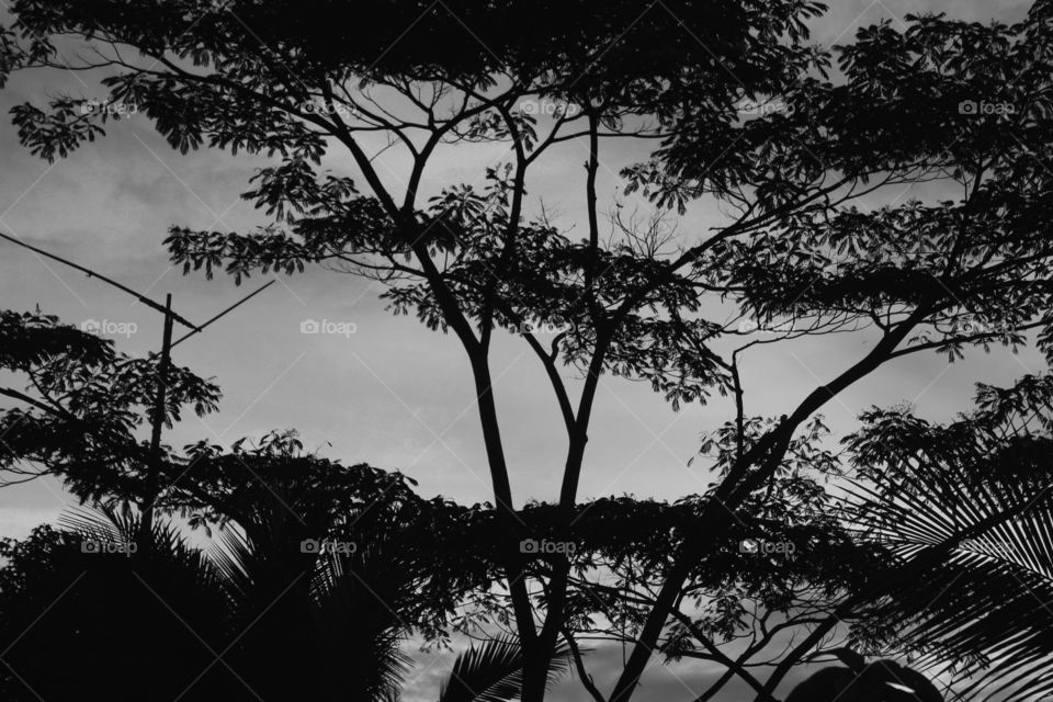 Trees among the natural panorama on the other hand there is a windmill signifying a village in a peaceful black and white color without the flickering and bustle like in a big city