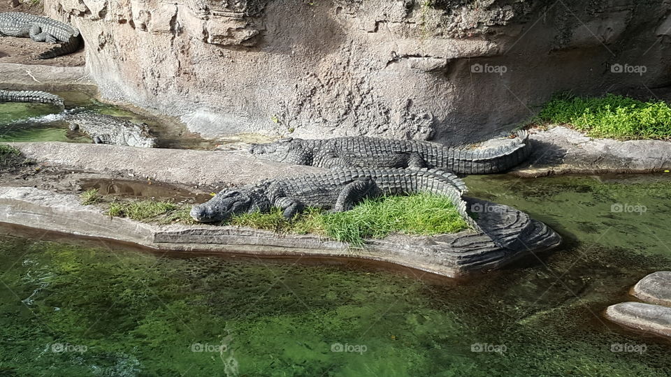 A group of Nile Crocodile sun themselves near the water at Animal Kingdom at the Walt Disney World Resort in Orlando, Florida.