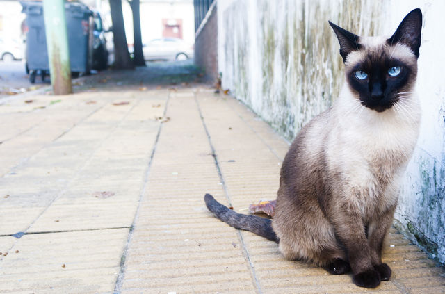 cat