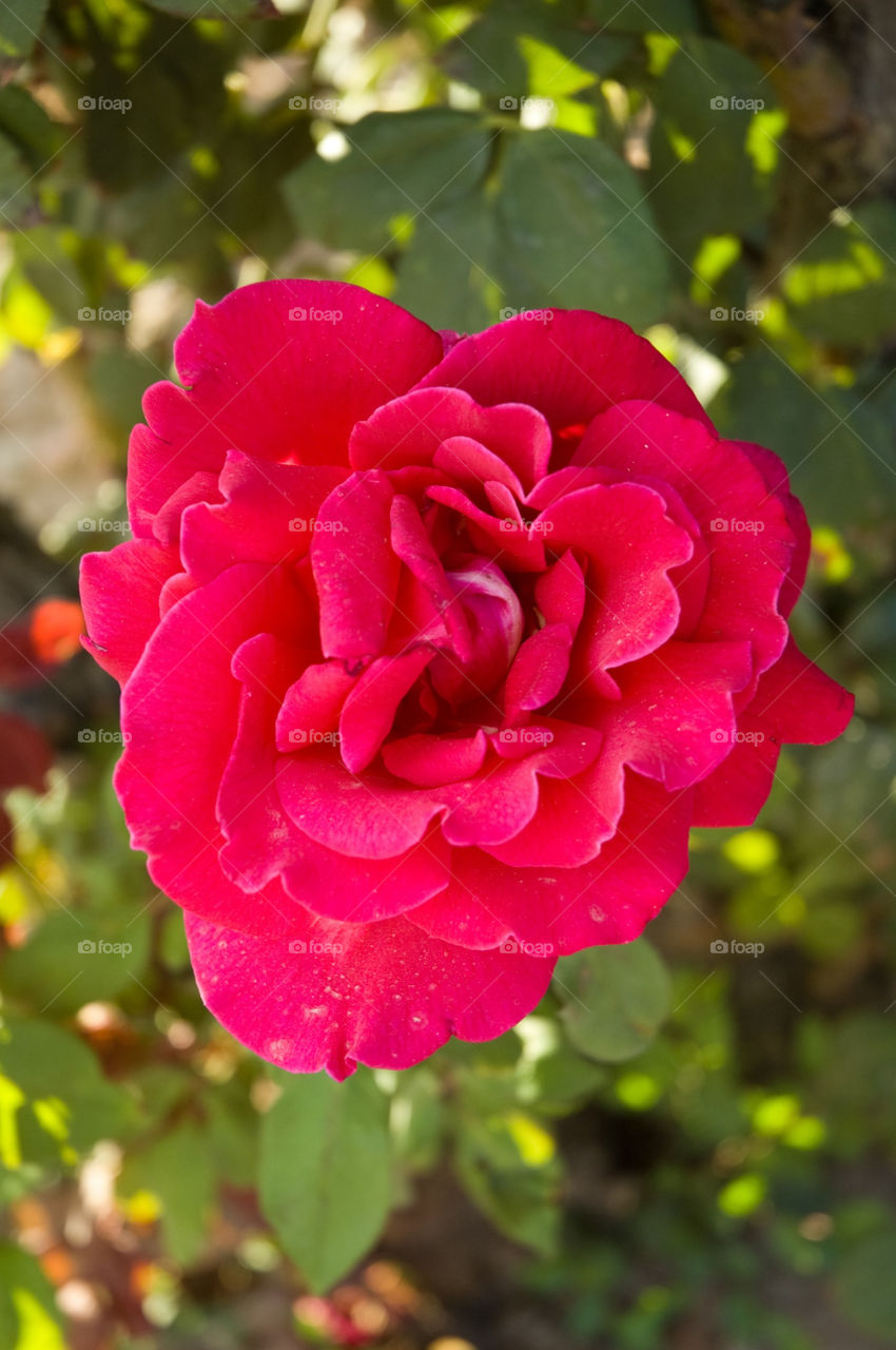 garden flower red love by bushler14