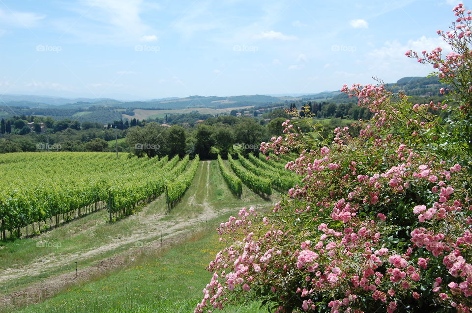 Tuscan vineyard 