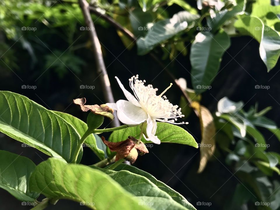 Guava Flower aka Psidium guajava flora