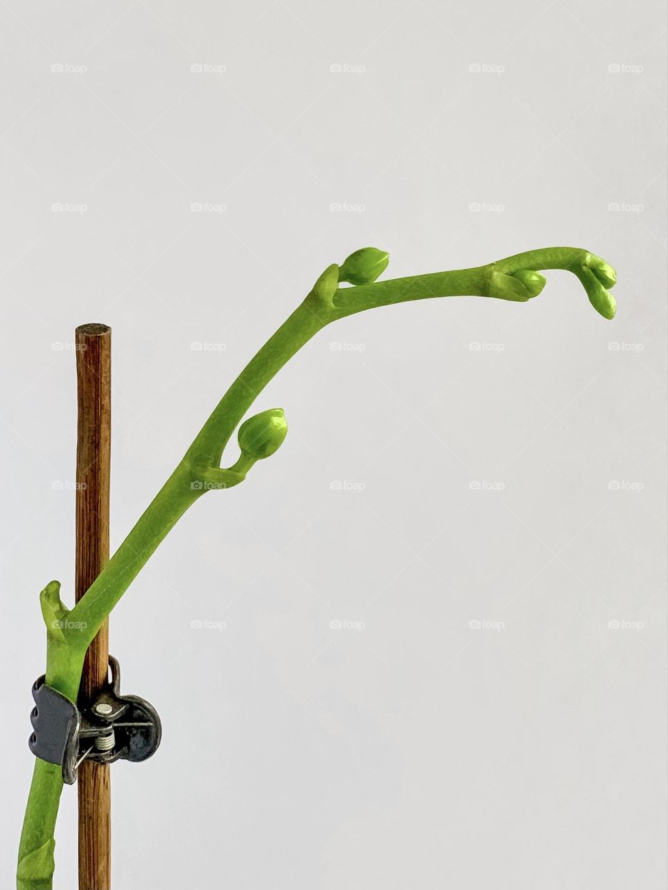 Closeup plant, orchid stem with buds