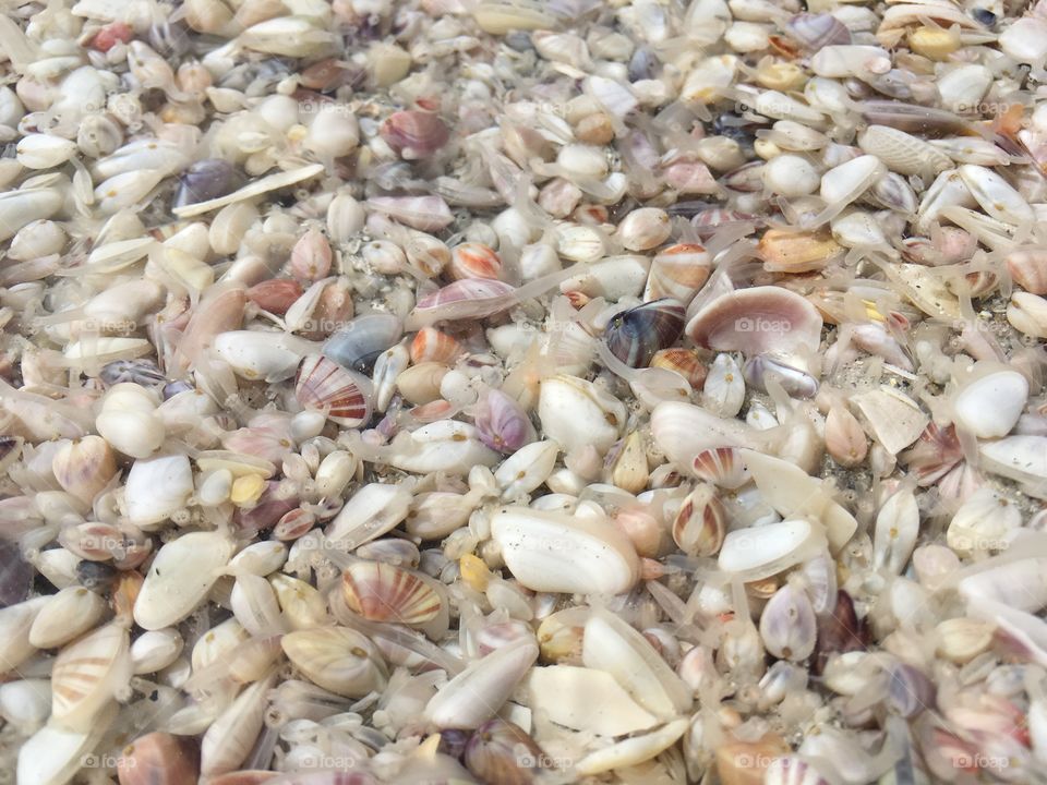 Shoreline mollusks 