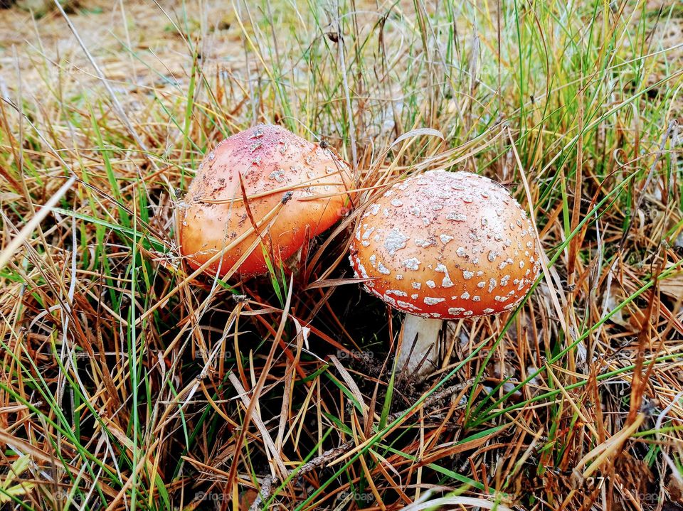 Fall Wins! (Bonus Exclusive Mission)