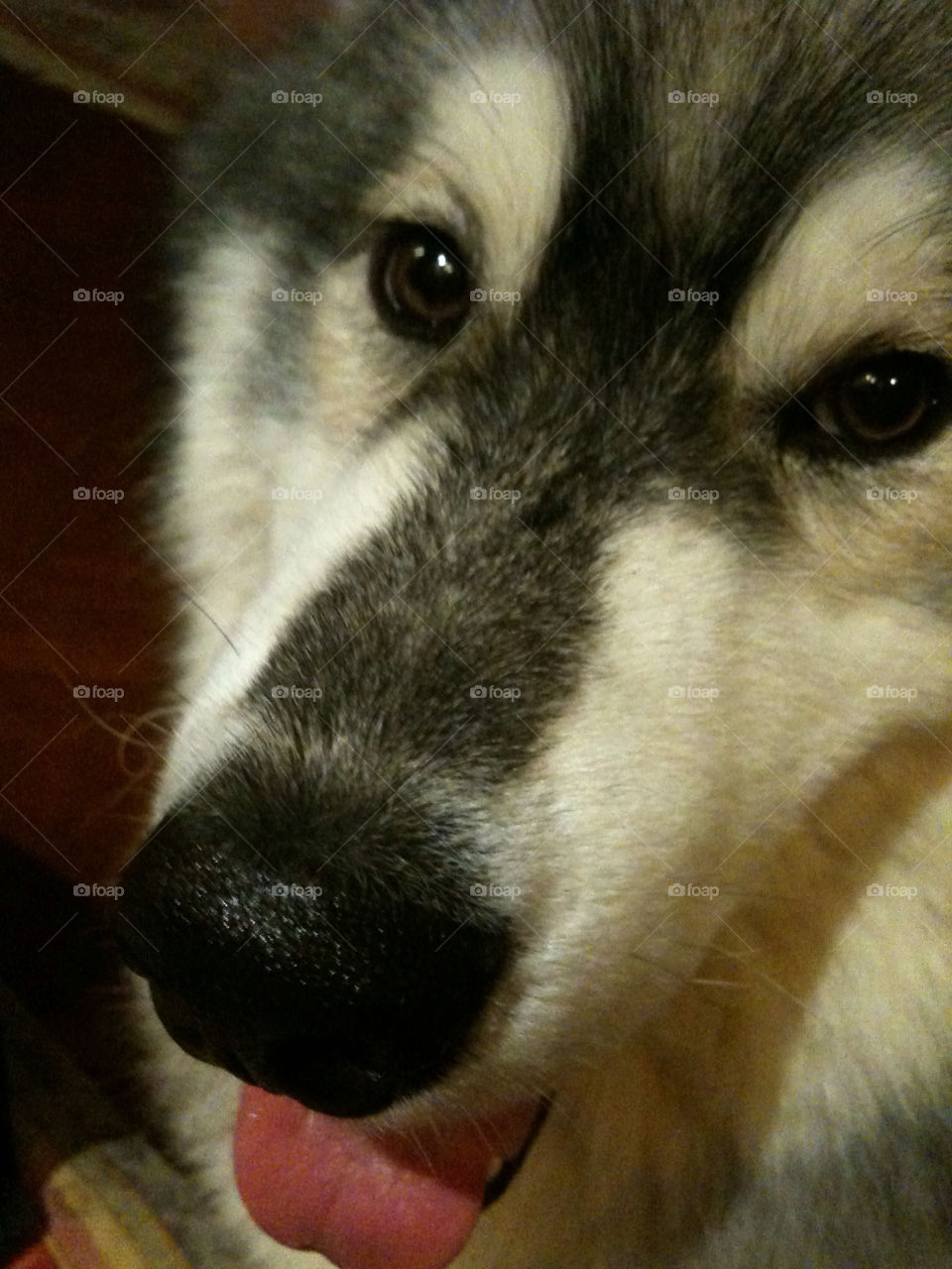 the face dog mammals by trist9