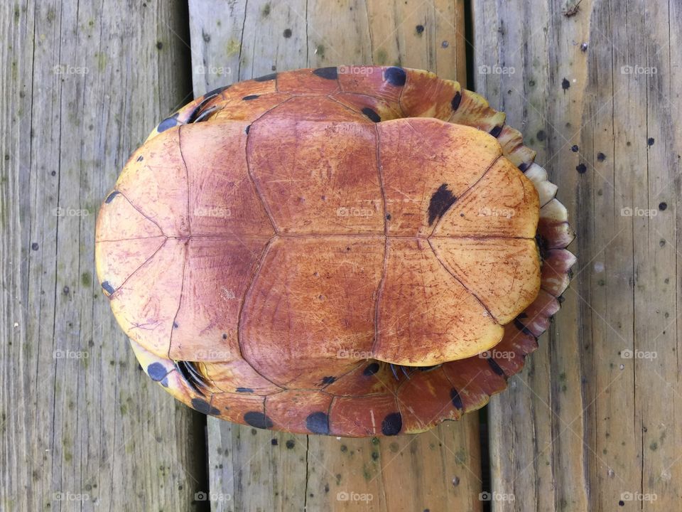 Turtle Shell. Photograph taken in Alabama of a snapping turtle shell. 
