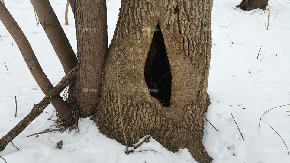 hollowed out tree with hole 