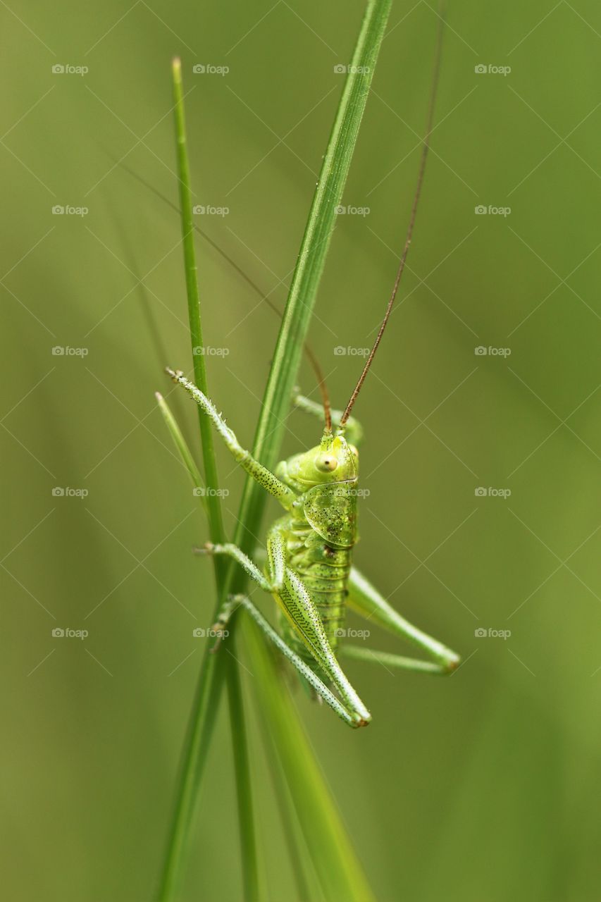 baby grasshopper