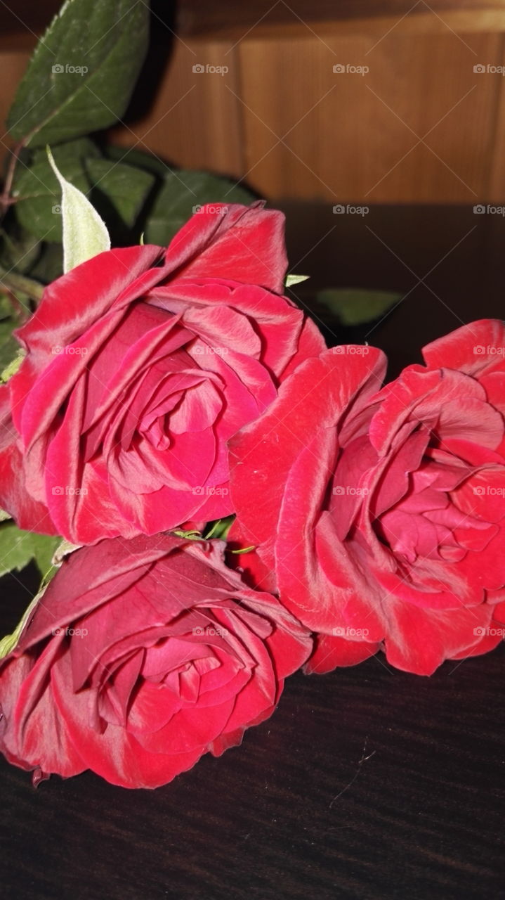 Red roses macro