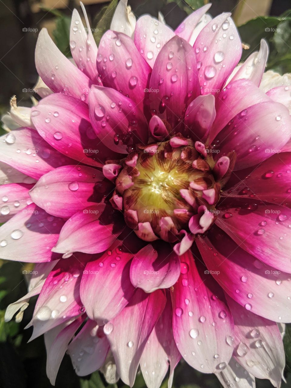 Georgous pink flower