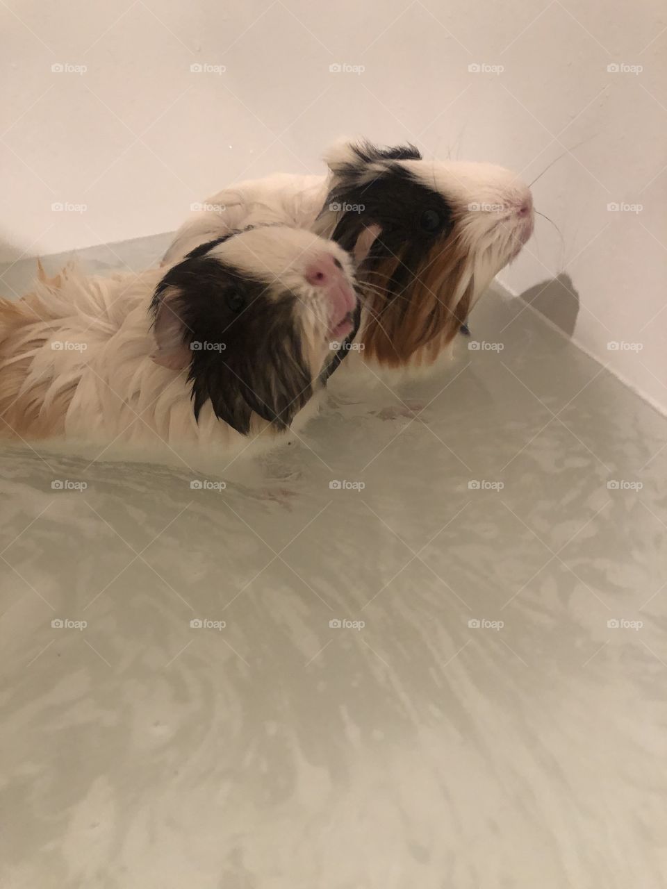 Guiana pigs taking a bath
