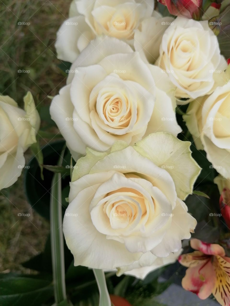 Coulors of the nature