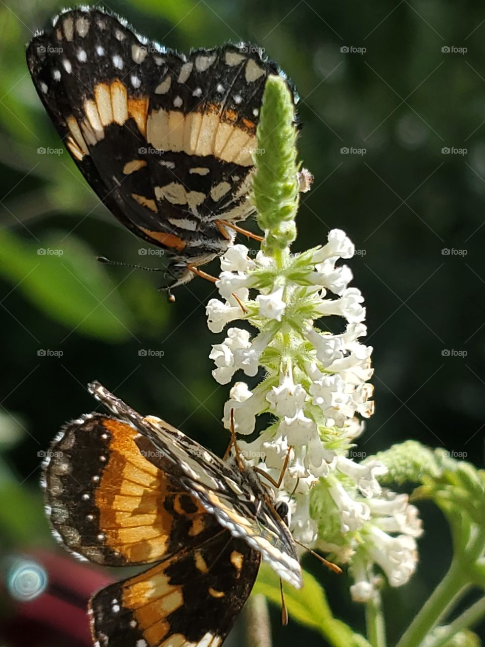 Close up of two border patch butterflies on a sweet almond verbena flower cluster. Also known as sunflower patch butterflies. Scientific name Chlosyne lacinia.