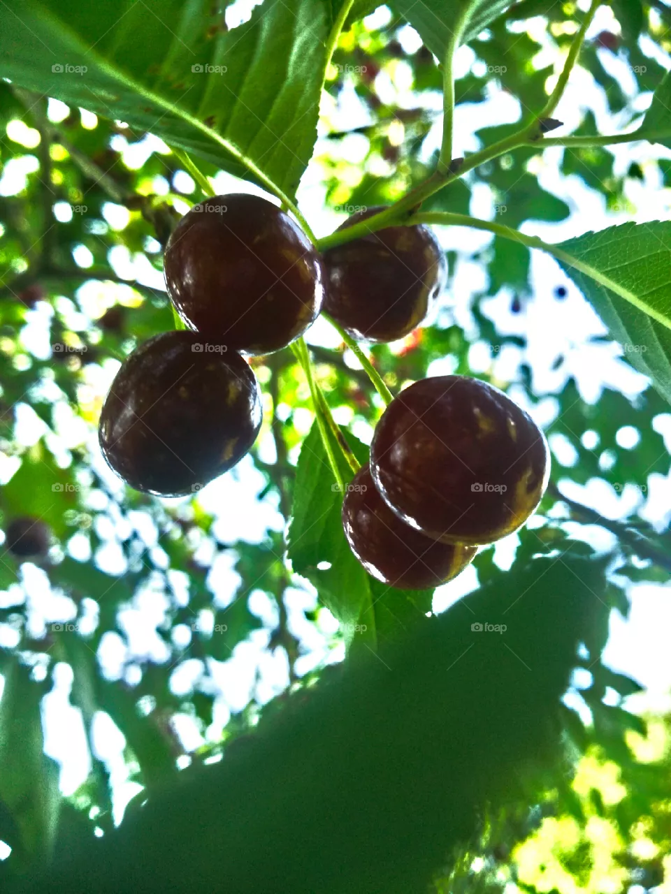 cherry