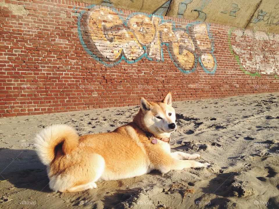 Shiba in front of a wall