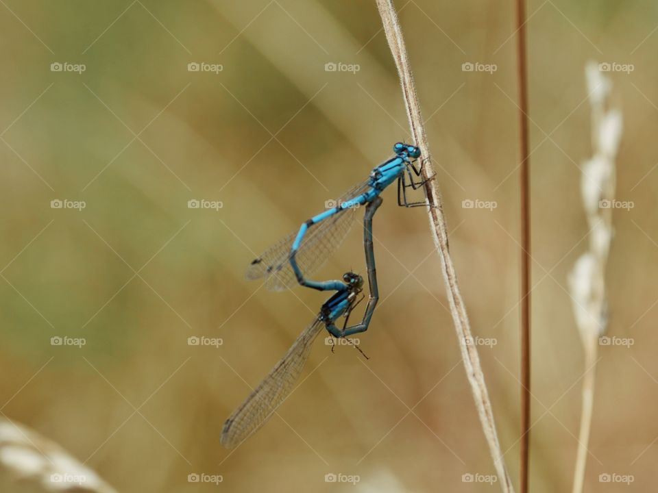 Mating damselflies