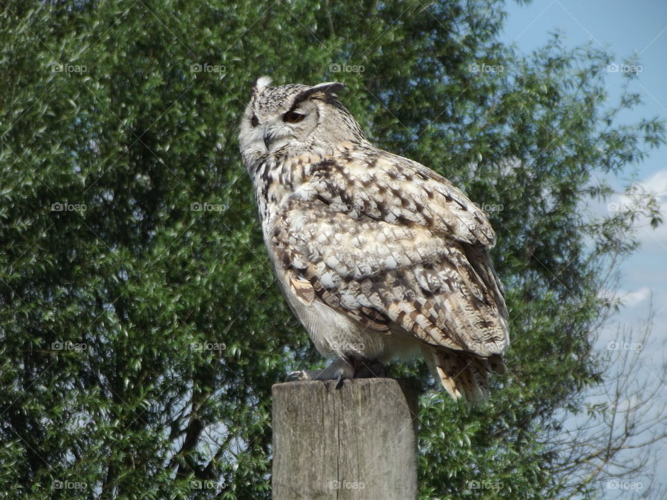 Owl On A Post