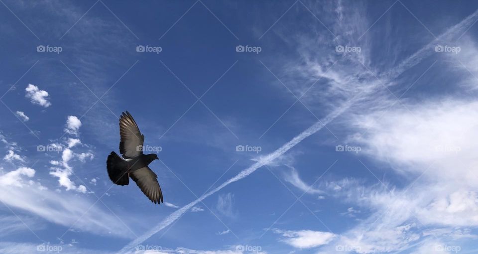 Beautiful flying pigeon 