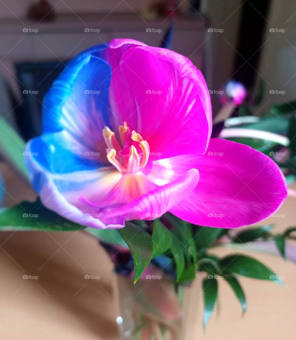 flowers, tulip