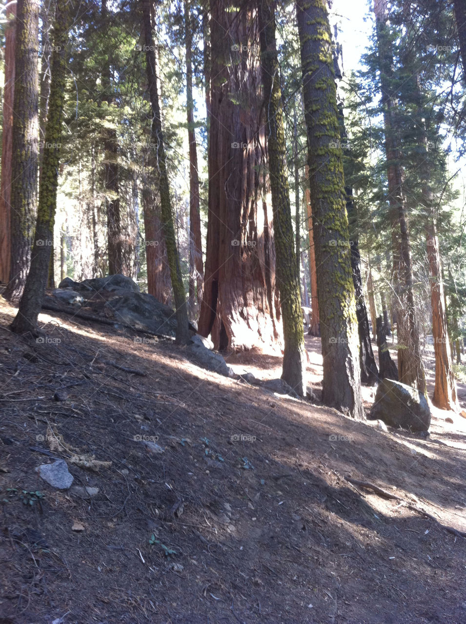 trees forest logs united states by sabont