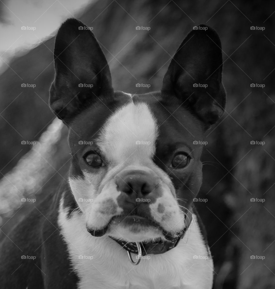 Boston Terrier George