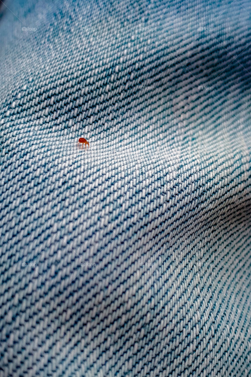 "spider on me". photo of red spider on the blue jeans.  made with phone