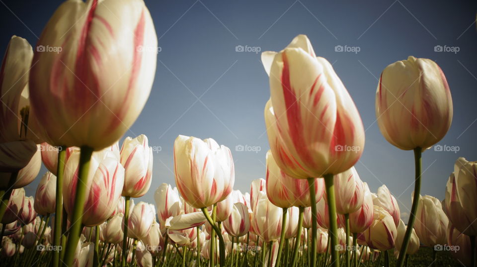 Abbotsford tulip festival