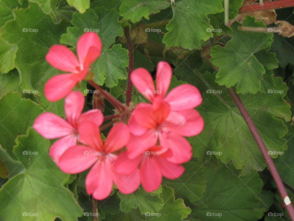 pink flowers