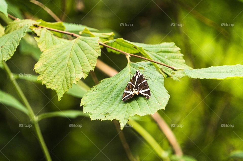 Papillon 