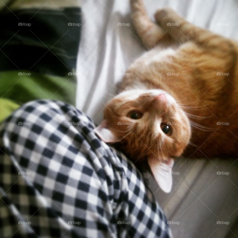 Morning with a cat.