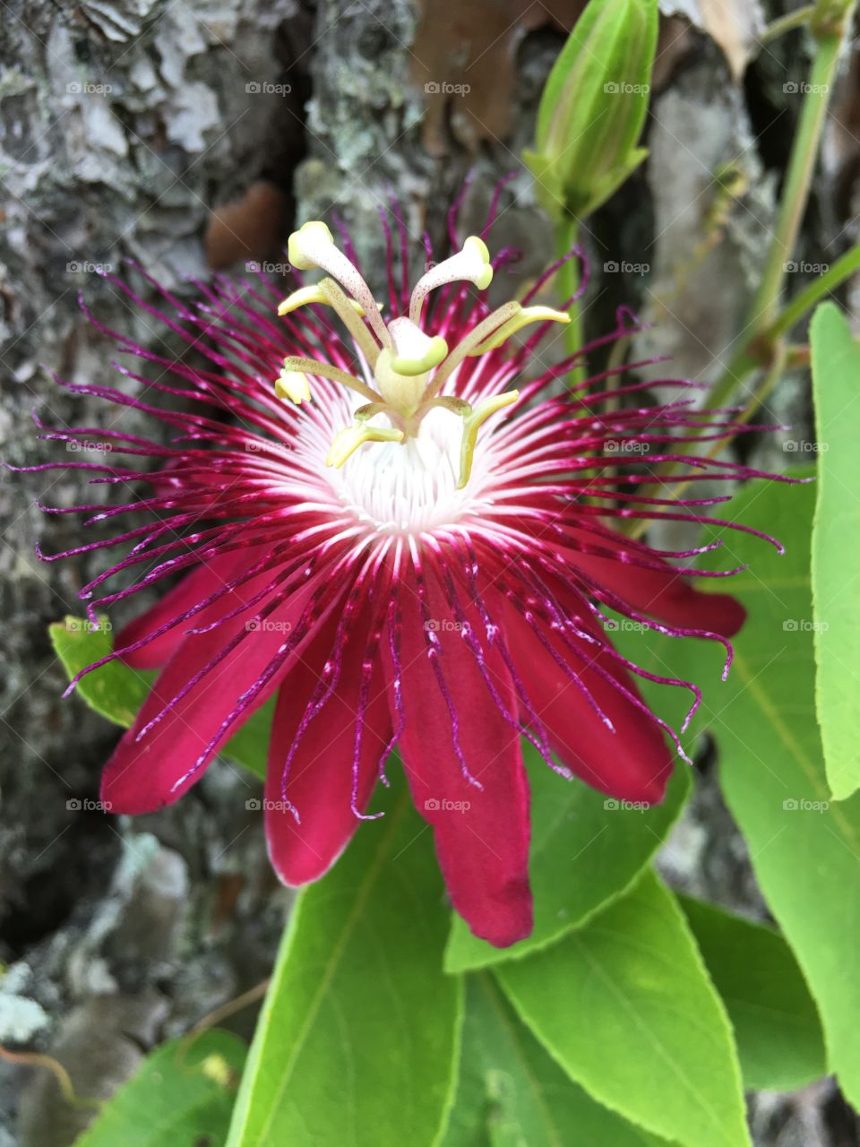 Red Passionflower Close Up