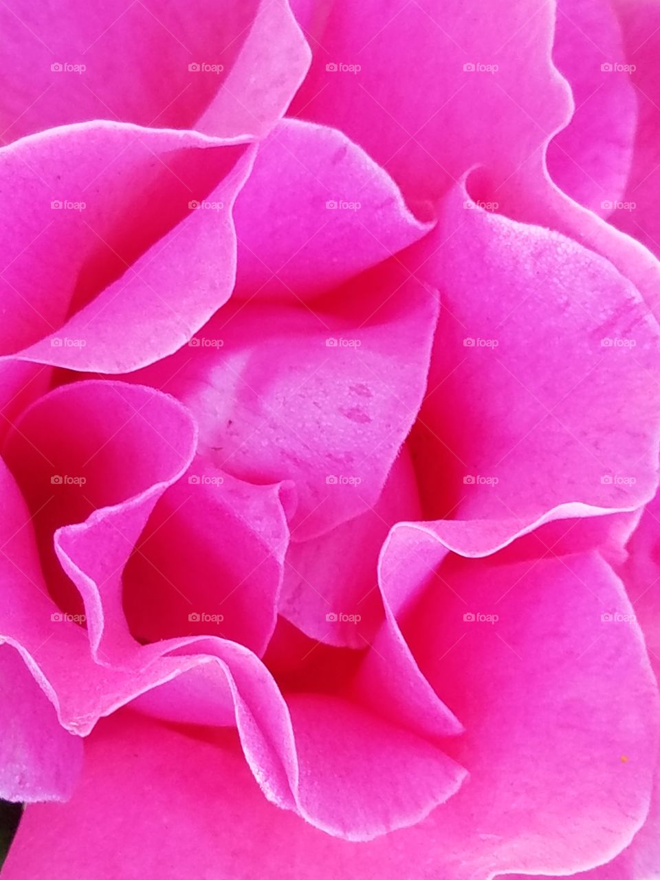 close up Hot pink rose