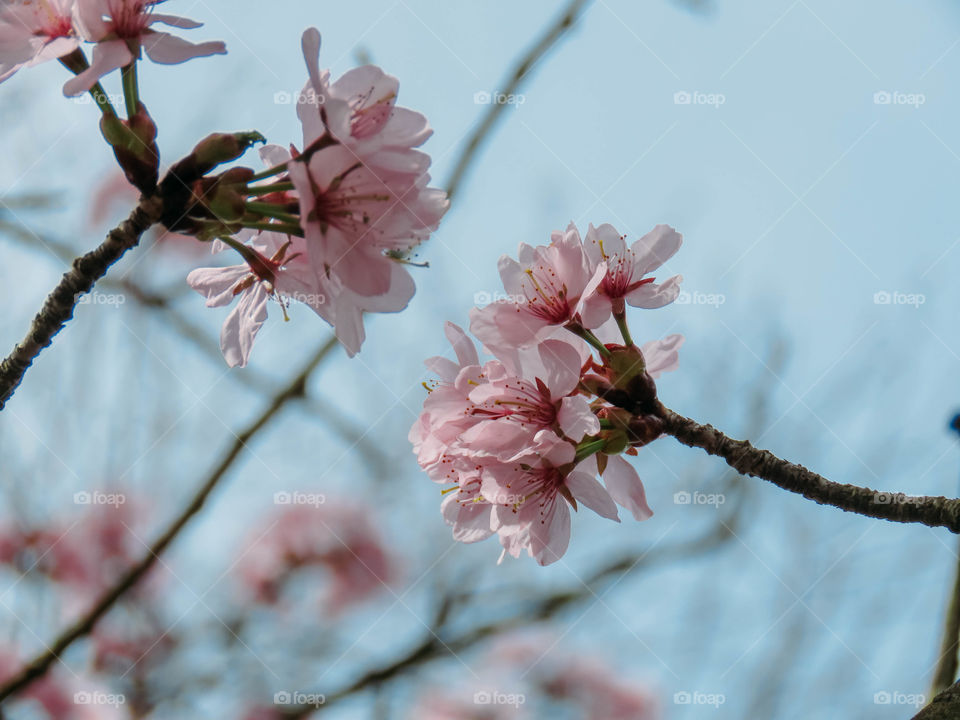 blooming sakura in spring on a sunny day