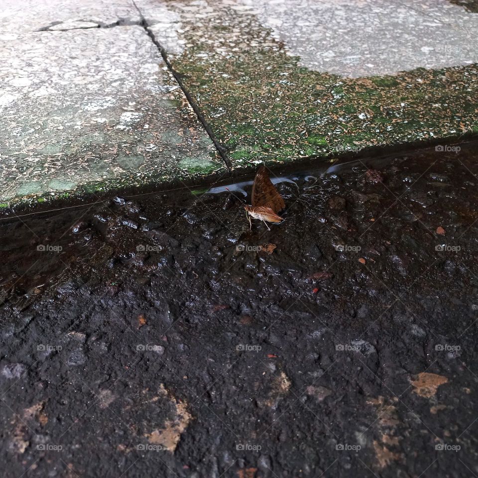 the butterfly landed on the wet terrace